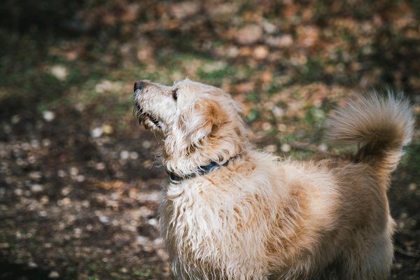 Les dernières tendances en médecine préventive pour animaux