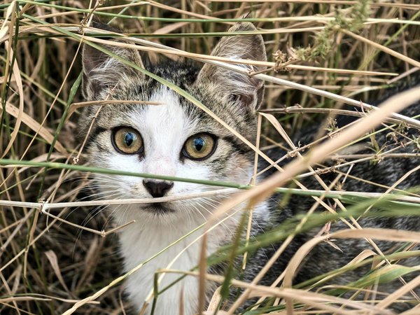 5 astuces pour un brossage efficace de votre chien