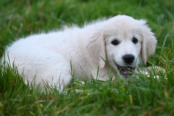 Erreurs à éviter lors de l'adoption d'un chat